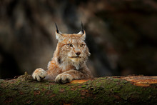 Lynx In Green Forest With Tree Trunk. Wildlife Scene From Nature. Playing Eurasian Lynx, Animal Behaviour In Habitat. Wild Cat From Germany. Wild Bobcat Between The Trees.