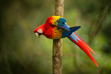 Wall Mural - Red parrot Scarlet Macaw, Ara macao, bird sitting on the branch, Brazil. Wildlife scene from tropical forest. Beautiful parrot on tree freen tree in nature habitat.