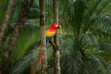 Wall Mural - Red parrot Scarlet Macaw, Ara macao, bird sitting on the branch, Brazil. Wildlife scene from tropical forest. Beautiful parrot on tree freen tree in nature habitat.