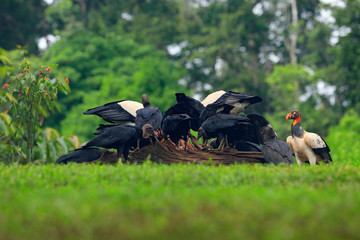 Wall Mural - King vulture, Costa Rica, large bird found in South America. Wildlife scene from tropic nature. Condor with red head.