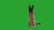 German Shepherd Barking On The Green Screen