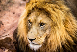 Fototapeta Sawanna - A lions face closeup, his eyes focussing on something outside the pucture