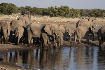 Herd of African elephant, Loxodonta africana, drinking water in waterhole, Etosha National Park, Namibia