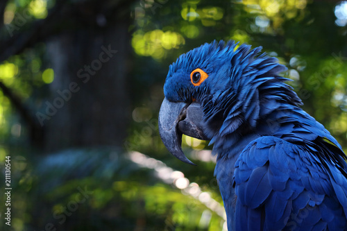 Fotomural Close up of vivid blue Hyacinth Macaw, blue parrot portrait with blurred backgro