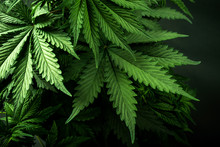 Marijuana Leaves Cannabis On A Dark Background Beautiful Background Indoor Cultivation