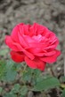 Rosenblüte - Rote Rose blüht im Blumenbeet 
