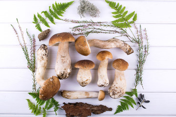 Composition with harvested wild porcini mushrooms on white wooden background. Flat lay, top view