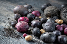 Group Of Homegrown Red And Purple Potatoes In Rustic Setting With Dirt