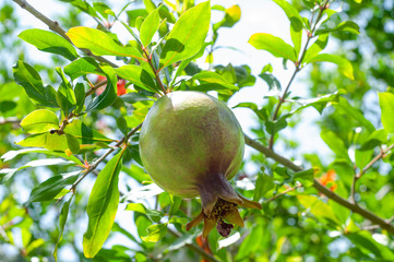 Unripe pomegranate on the tree