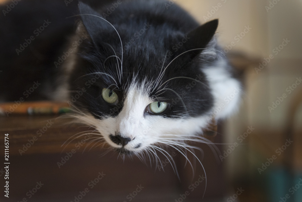 Photo Art Print Chat Noir Et Blanc Europosters