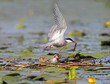 Adult whiskered tern feeds his chick near the nest