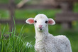 © Melinda Nagy - portrait of cute little lamb grazing in green spring meadow