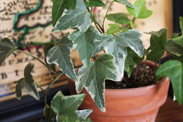 Variegated English ivy hedera helix houseplant indoors colorful green