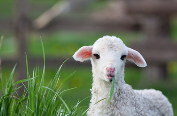 portrait of cute little lamb grazing in green spring meadow