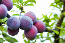 Closeup Of Delicious Ripe Plums On Tree Branch In Garden