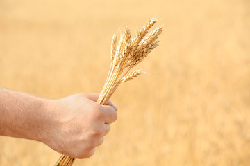 Poster - Man's hand holding wheat on blurred background