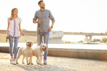 Poster - Owners walking their yellow labrador retrievers outdoors