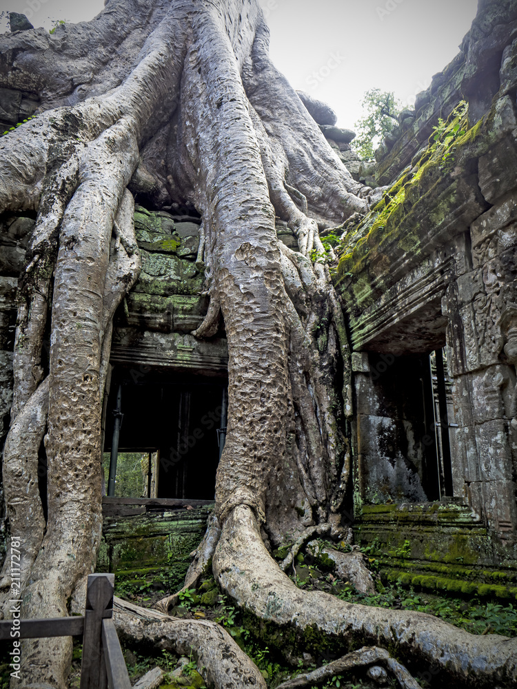 Tree Roots Covering Column Giant tree roots covering Ta Prom temple, Siem Reap, Cambodia, landmark ...
