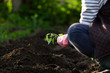 woman planting seedlings in spring - organic healthy food