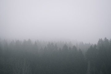  Nebel im Wald