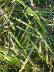 Wall Mural - beach seaweed closeup