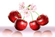 Cherries and flower on white pink
