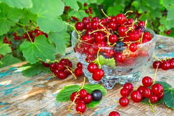 Fresh juicy berry red currant in a glass bowl in a garden on a table in the background of bushes with berries in a summer day with copy space