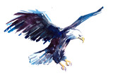 Watercolor eagle