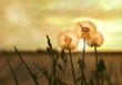 Group of dandelions by the river against the sunset background