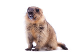 Fototapeta Natura - The bobak marmot cub on white