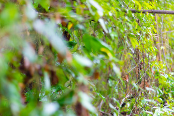 Leaves on a fence 2