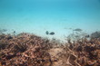 © Alex - Underwater view of dead coral reefs and beautiful fishes. Snorkeling. Maldives, Indian ocean.