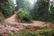 Dirt Road Or Mud Road And Rain Forest