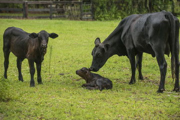 Baby newborn black cow calf in green field with herd of cattle