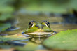 Frog's Eyes Sticking out from a Pond with Leaves