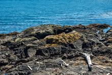 Coast With Algae Covered Rocks Near The Blue Ocean