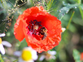 The bee collects pollen from a red field flower on a green background. Macro photo of a field plant and insects in the rays of sunlight. A warm and pleasant atmosphere of a summer sunny meadow.