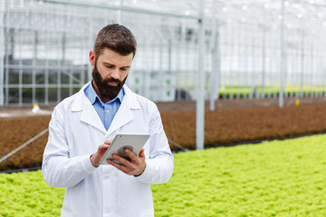 Wall Mural - Bearded male researcher studies plants with a tablet standing in the greenhouse