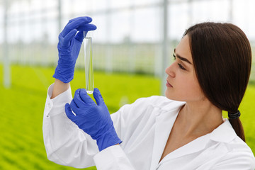 Wall Mural - Female researcher holds a glass tube with a sample standing before plants in the greenhouse