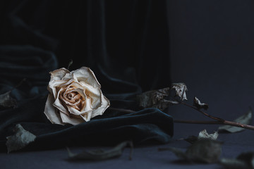 Dried white rose on gray background with dark velvet draping