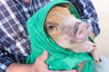 Wall Mural - Elderly farmer in hat, plaid shirt, blue jeans, glasses and pink rubber gloves bathes yellow piglet in large sink and wipes it with green towel. Hands close-up. Copy space. 2019 Year of Yellow Swine