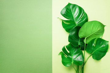 Wall Mural - Green monstera leaves on olive green background with copy space. Top view. Minimal design. Exotic plant. Creative summer flat lay. Pop art trend