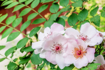 Wall Mural - Beautiful flowering. Summer wild roses