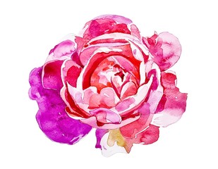 Wall Mural - bright pink rose isolated on white background