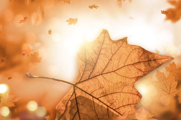 Wall Mural - autumn bokeh lights