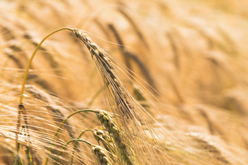 Close up of Wheat in a field in the Welsh Countryside