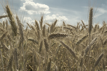 Wheat field on a nice summer day