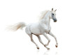Snow white arabian stallion isolated