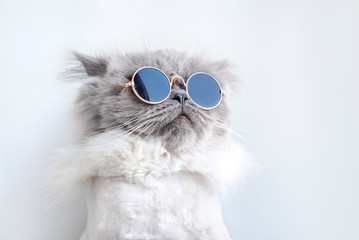 funny cat portrait in sunglasses