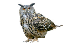 European Eagle Owl (Bubo Bubo), Isolated On White Background